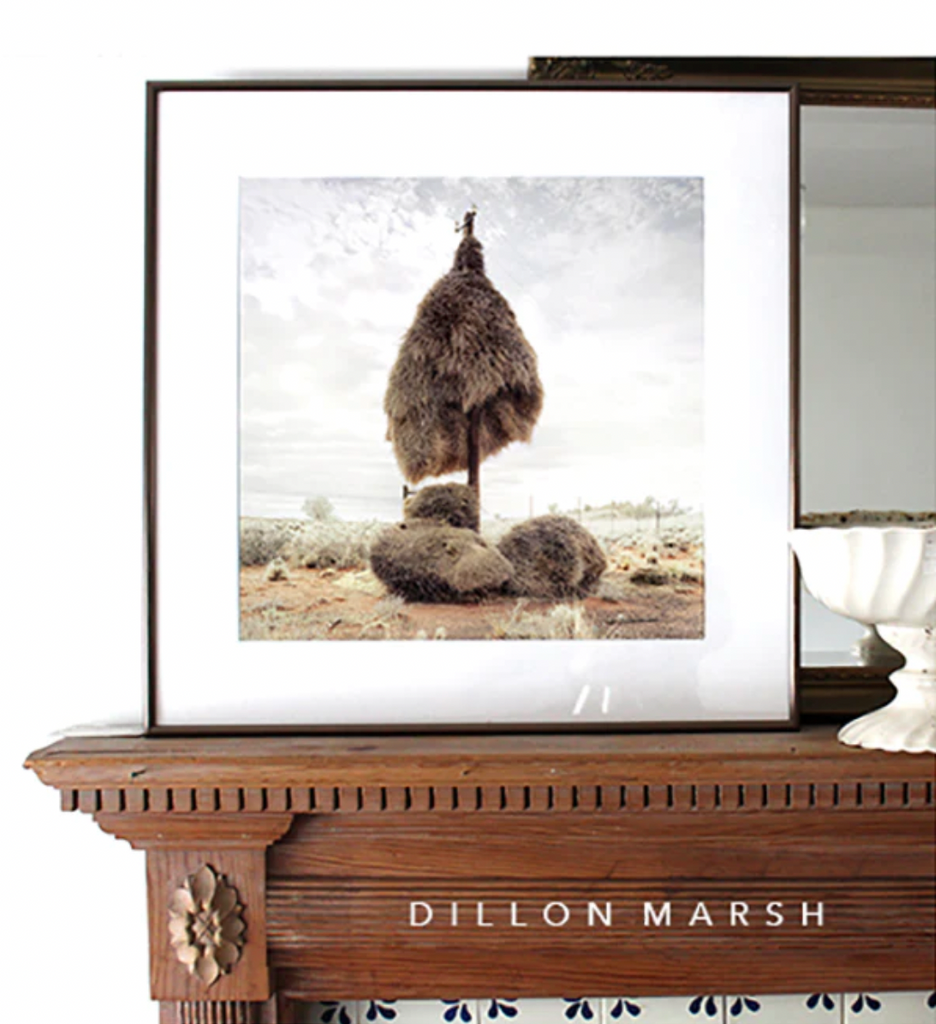 Assimilation | Dillon Marsh