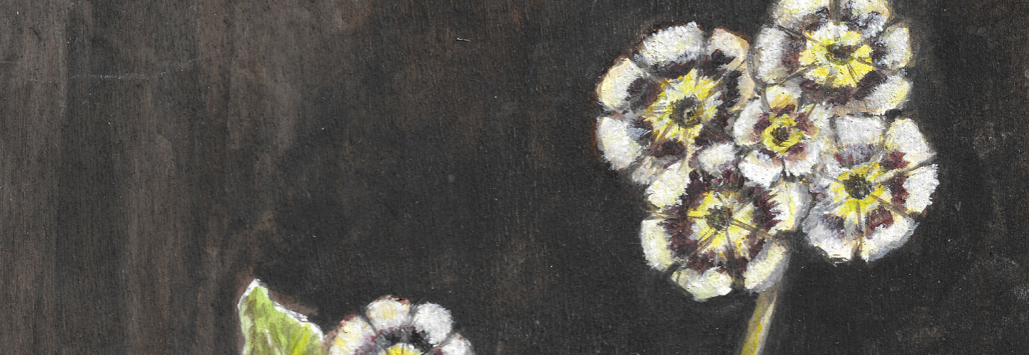 FEAST OF AURICULA BY DENISE ALLAN