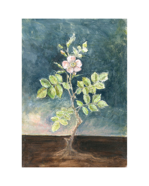 Briar Rose (Limited Edition Print)