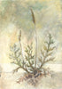 Bucks Horn Plantain (Original Painted Panel)
