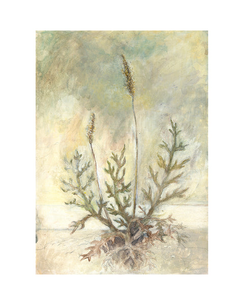 Bucks Horn Plantain (Limited Edition Print)