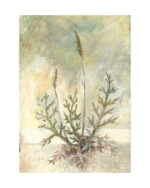 Bucks Horn Plantain (Original Painted Panel)