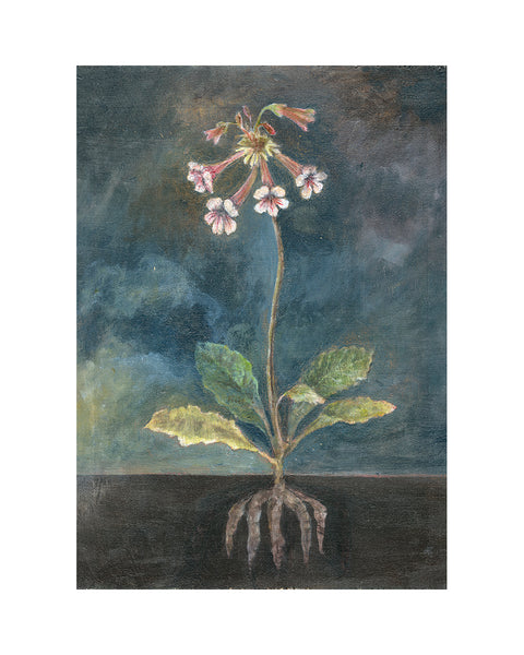 Chinese Foxglove (Limited Edition Print)