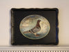 Prize Pigeon (Hand Painted Tray)