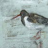 Oyster Catcher (Original Framed Painting)