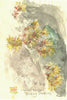 Wall Pepper, Biting Stonecrop (Original Framed Painting)