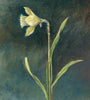 Wild Daffodil (Limited Edition Print)