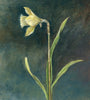 Wild Daffodil (Original Painted Panel)
