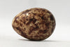 Tree Sparrow (Brown) - Museum Egg (with stand)
