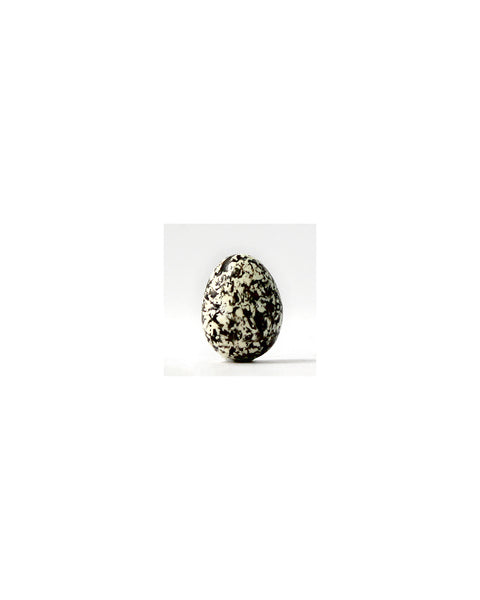 Wood Warbler (Black) - Museum Egg (with stand)