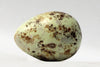 Dunlin - Museum Egg (with stand)