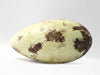 Great Auk No.5 - Museum Egg (with stand)