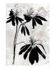 Ruskin's Garden: Azalea specimen