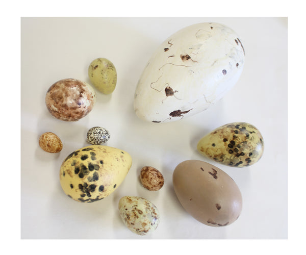 Great Auk No.25 - Museum Egg (with stand) – THE SHOP FLOOR