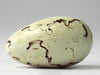 Razorbill - Museum Egg (with stand)