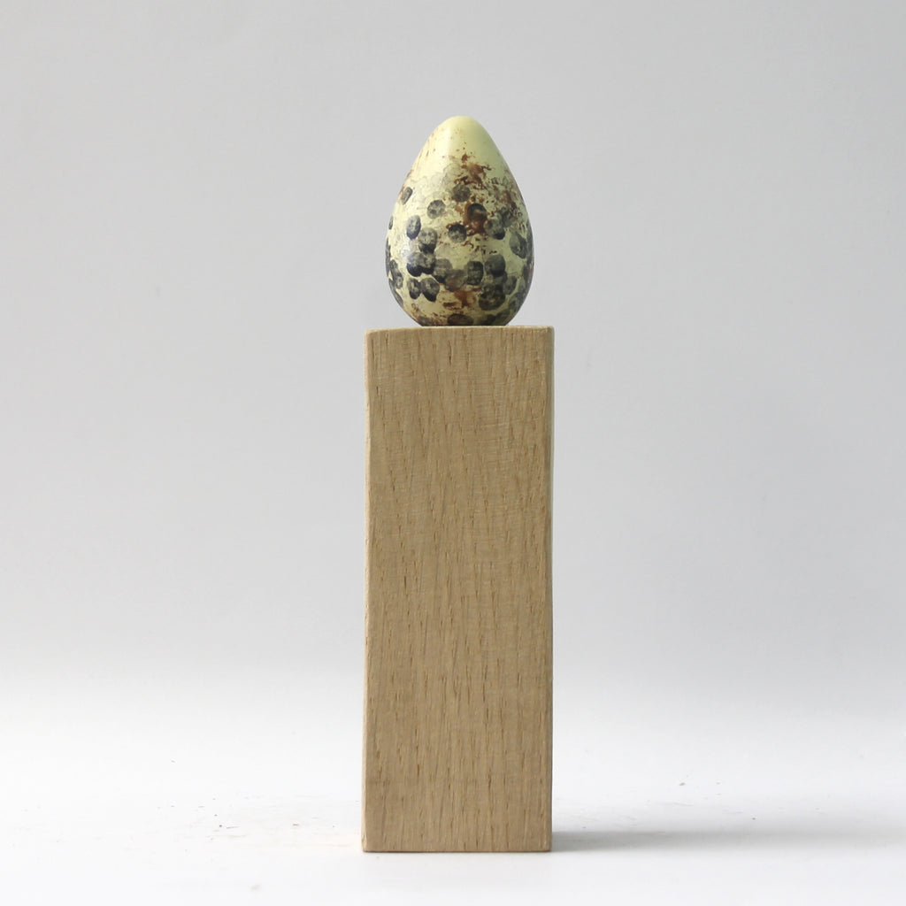 Sandwich Tern - Museum Egg (with stand)