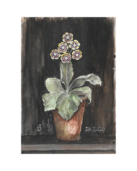 Auricula No.8 (Limited Edition Print)