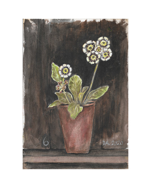 Auricula No.6 (Limited Edition Print)