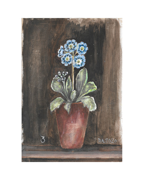 Auricula No.3 (Limited Edition Print)