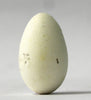 Swift - Museum Egg (with stand)