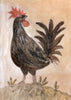 Painted Bird | The Rooster