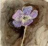 Wall Flora: Wild Geranium