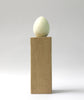 Marsh Harrier - Museum Egg (with stand)