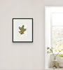 Scrub Oak Leaf II (Original Framed Watercolour)