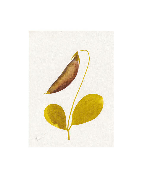 Island Pea Flower (Original Framed Watercolour)