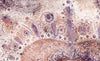 Elizabeth I (Plaster) (Original Framed Collagraph)