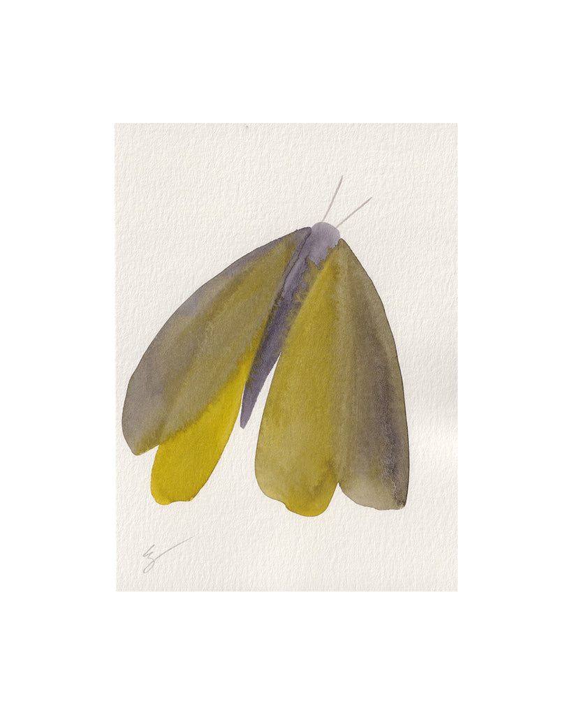 Island Moth I (Original Framed Watercolour)