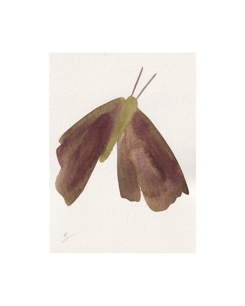 Island Moth II (Original Framed Watercolour)