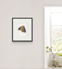 Island Moth III (Original Framed Watercolour)