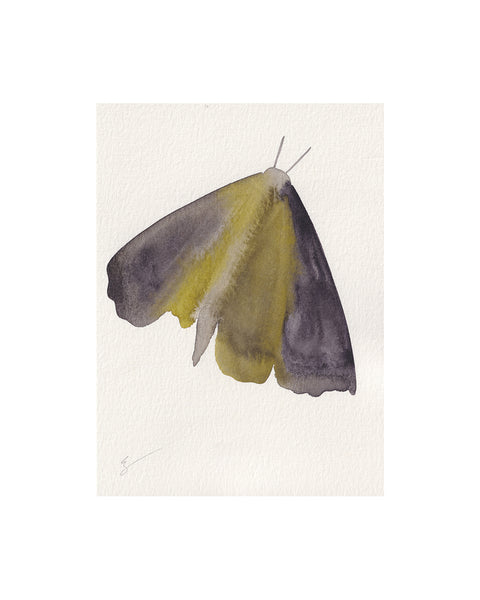 Island Moth III (Original Framed Watercolour)