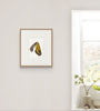 Island Moth VII (Original Framed Watercolour)