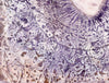 Elizabeth I (Indigo) (Original Framed Collagraph)