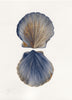 Scallop Shell (Original Framed Watercolour)