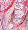 Elizabeth I Rainbow & Serpent (Plaster Pink) (Original Framed Collagraph)