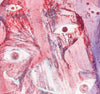 Elizabeth I Rainbow & Serpent (Plaster Pink) (Original Framed Collagraph)