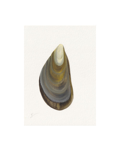 Mussel Shell No.7 (Original Framed Watercolour)