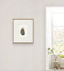 Mussel Shell No.7 (Original Framed Watercolour)