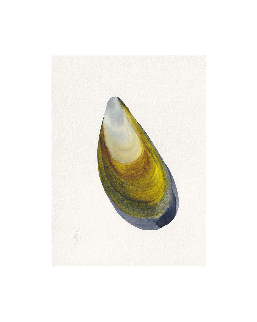 Mussel Shell No.1 (Original Framed Watercolour)