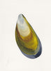 Mussel Shell No.1 (Original Framed Watercolour)