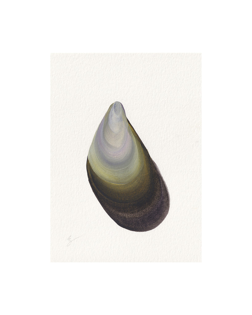 Mussel Shell No.9 (Original Framed Watercolour)