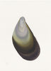 Mussel Shell No.9 (Original Framed Watercolour)