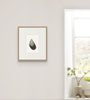 Mussel Shell No.9 (Original Framed Watercolour)