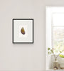 Mussel Shell No.2 (Original Framed Watercolour)