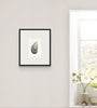 Mussel Shell No.4 (Original Framed Watercolour)