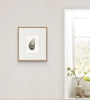 Mussel Shell No.4 (Original Framed Watercolour)