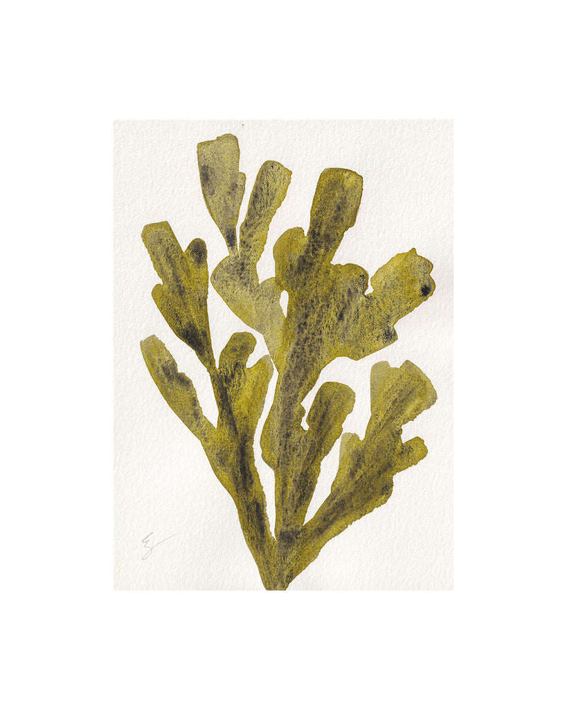 Island Seaweed I (Original Framed Watercolour)